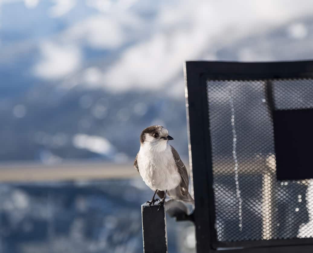 couverture-anti-oiseaux-ets-godeaux
